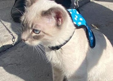 Gobierno de la Ciudad llevó Jornada de Atención Animal a la colonia Guadalupe Hidalgo