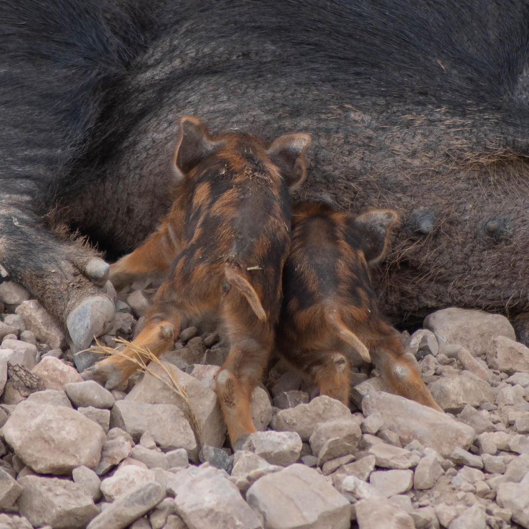 Foto: Africam Safari