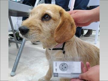 Adoptan a perrito en el Instituto Electoral de Puebla