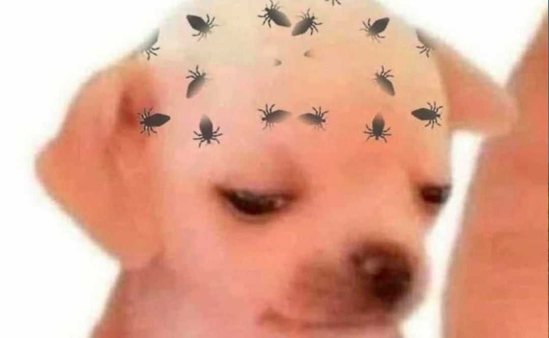 En redes sociales reportaron un supuesto contagio masivo de piojos en el Corona Capital | Foto: Especial