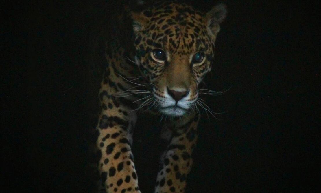 Los recorridos nocturnos se ofrecen por tiempo limitado. Foto: Africam Safari