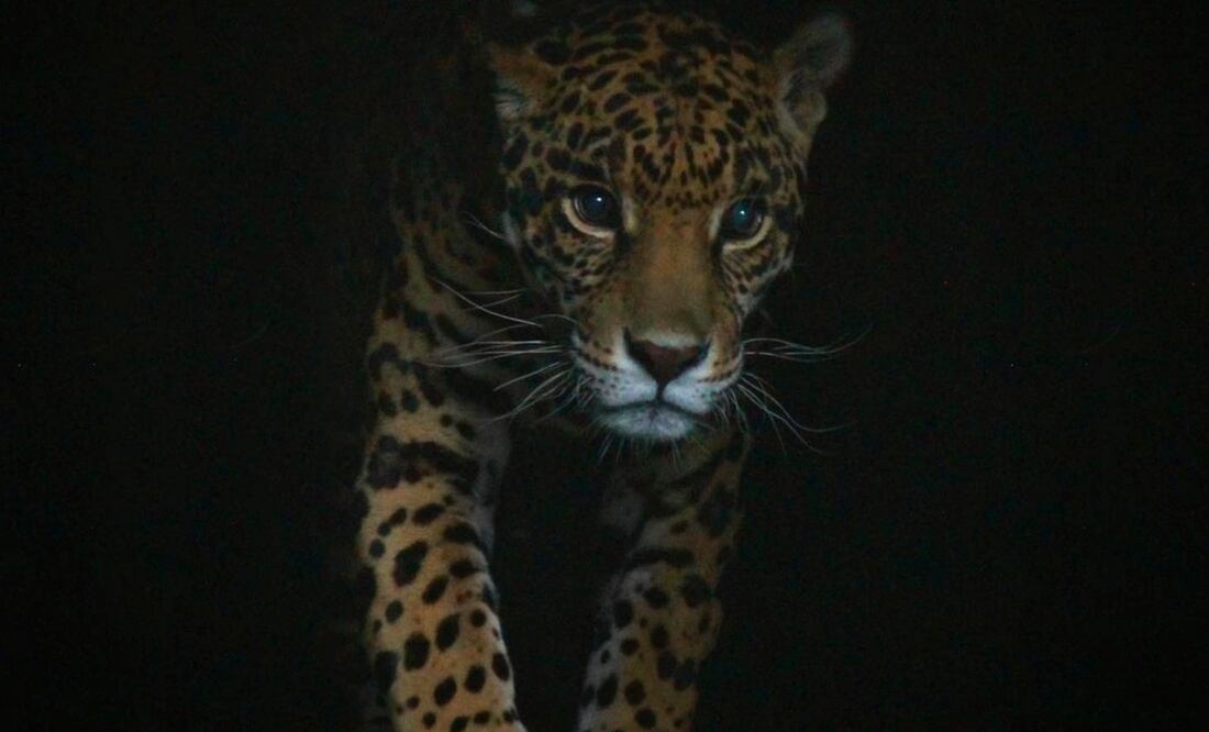 Los recorridos nocturnos se ofrecen por tiempo limitado. Foto: Africam Safari