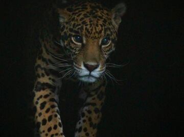 Moon Safari. Cuándo son los recorridos nocturnos de Africam Safari