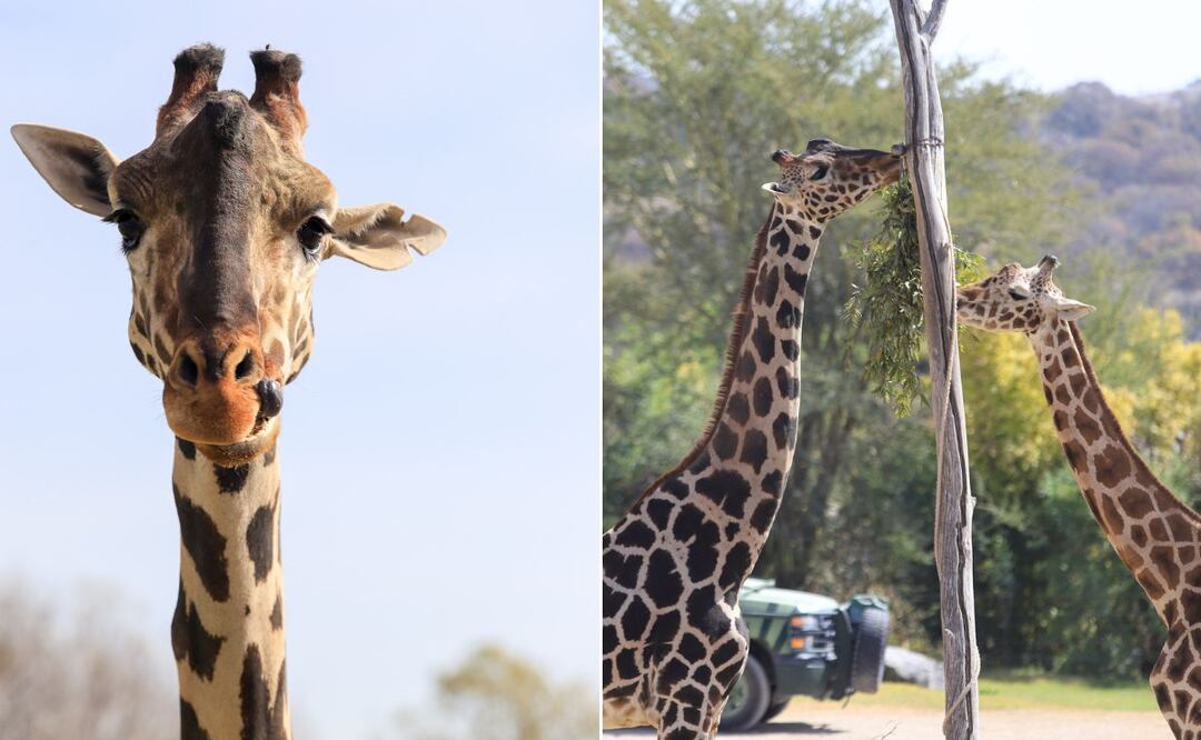 La jirafa Benito continúa haciendo amistades en Africam Safari | Foto: EsImagen