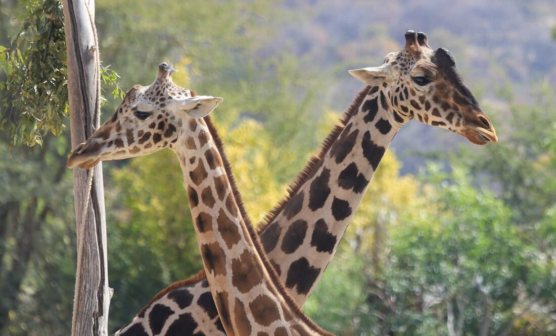 Benito fue captado conviviendo con una jirafa alrededor de un árbol | Foto: Agencia Es Imagen para El Universal Puebla