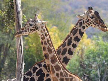¿Benito ya tiene novia? Surge la química entre las jirafas de Africam Safari