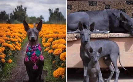 Día de Muertos: Esta es la relación que tiene el xoloitzcuintle con el Mictlán