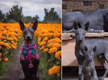 Día de Muertos: Esta es la relación que tiene el xoloitzcuintle con el Mictlán