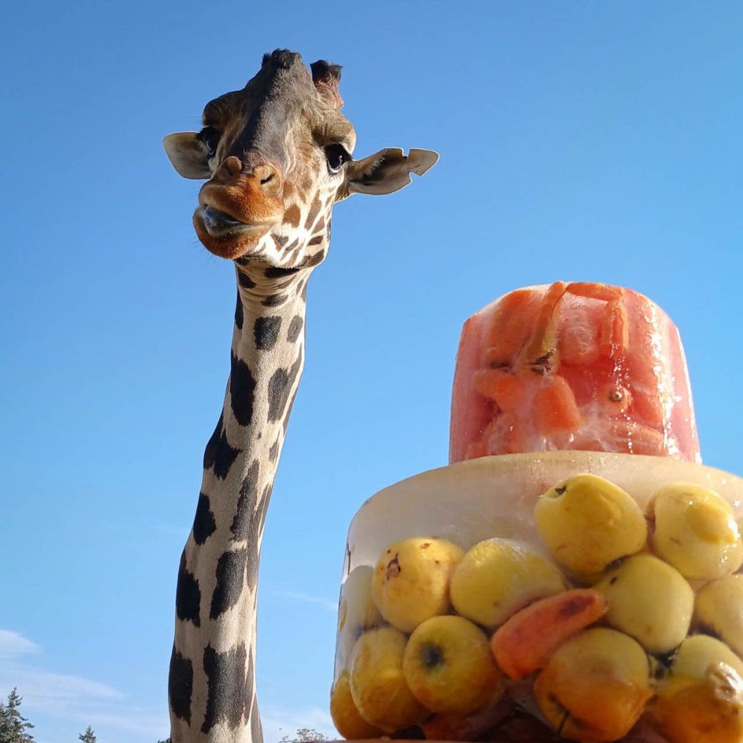 Parte de la alimentación que tiene Benito. Foto: @AfricamSafari