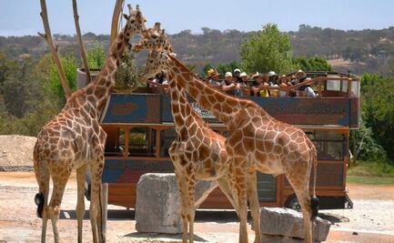 ¿Buscas trabajo y te gustan los animales? Africam Safari tiene vacantes 