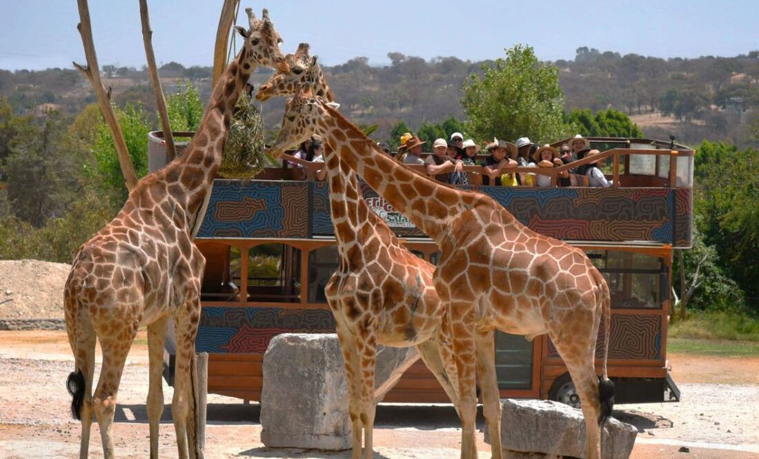 Africam Safari tiene ofertas de empleo en Puebla. | Foto: Twitter Africam Safari