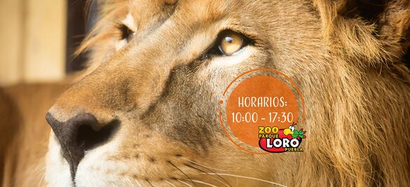 ¿Qué hay en Parque Loro en Puebla y cuánto cuesta la entrada?