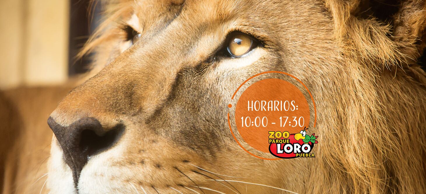 El Parque Loro en Puebla es un zoológico que está solo a media hora del centro de la ciudad de Puebla