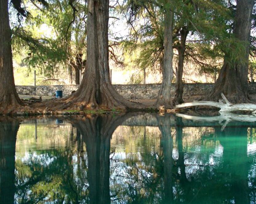 Los Ahuehuetes son un importante pulmón y parte del patrimonio natural de Huaquechula | Foto : Corazón de Puebla