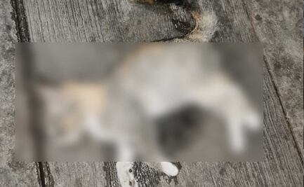 Envenenamiento masivo de mascotas en Texmelucan; hay 19 muertos 