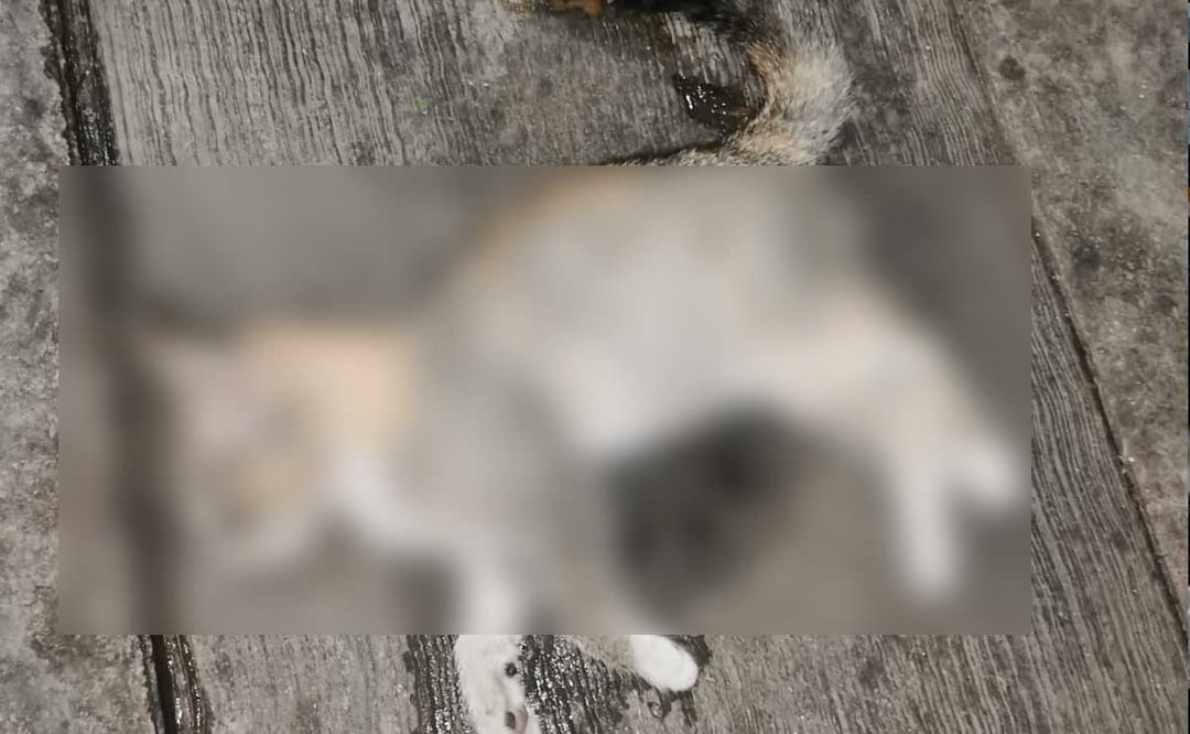 Al menos 19 animales fueron víctimas de envenenamiento en el municipio de San Martín Texmelucan | Foto: Facebook Miguel Carreto