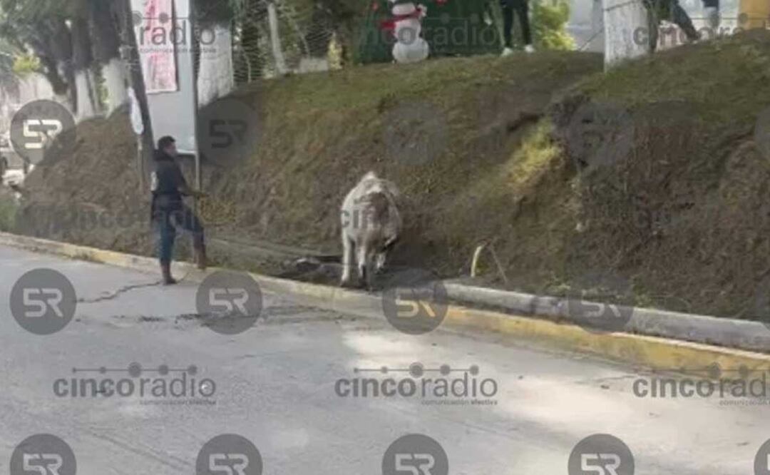 Un toro escapó de un rastro en Texmelucan y lesionó a dos personas | Cinco Radio