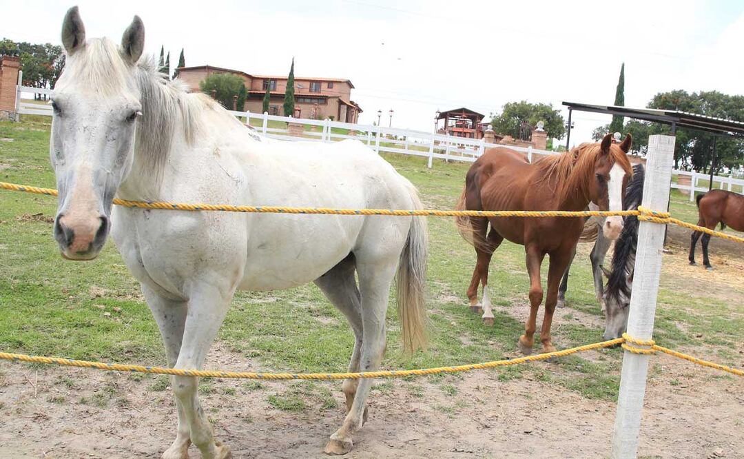 Para montar a caballo en Puebla visita estos hípicos | foto: agencia Es Imagen para El Universal Puebla