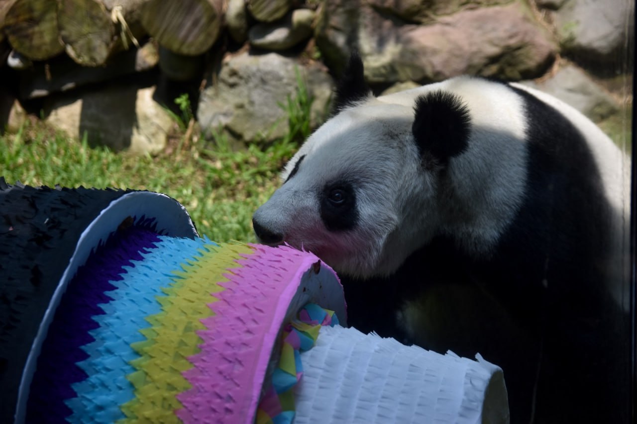 La panda gigante Xin Xin está en el Zoológico de Chapultepec | Foto: EsImagen