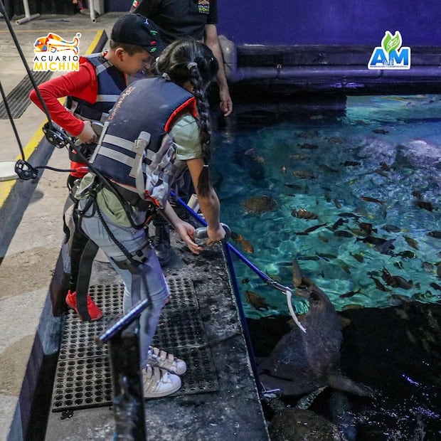 Foto: Acuario Michin