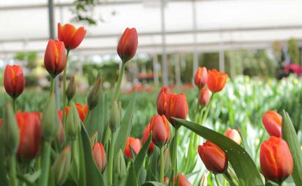 El paraíso de los tulipanes está en Puebla