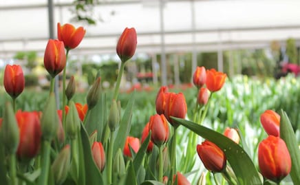 El paraíso de los tulipanes está en Puebla