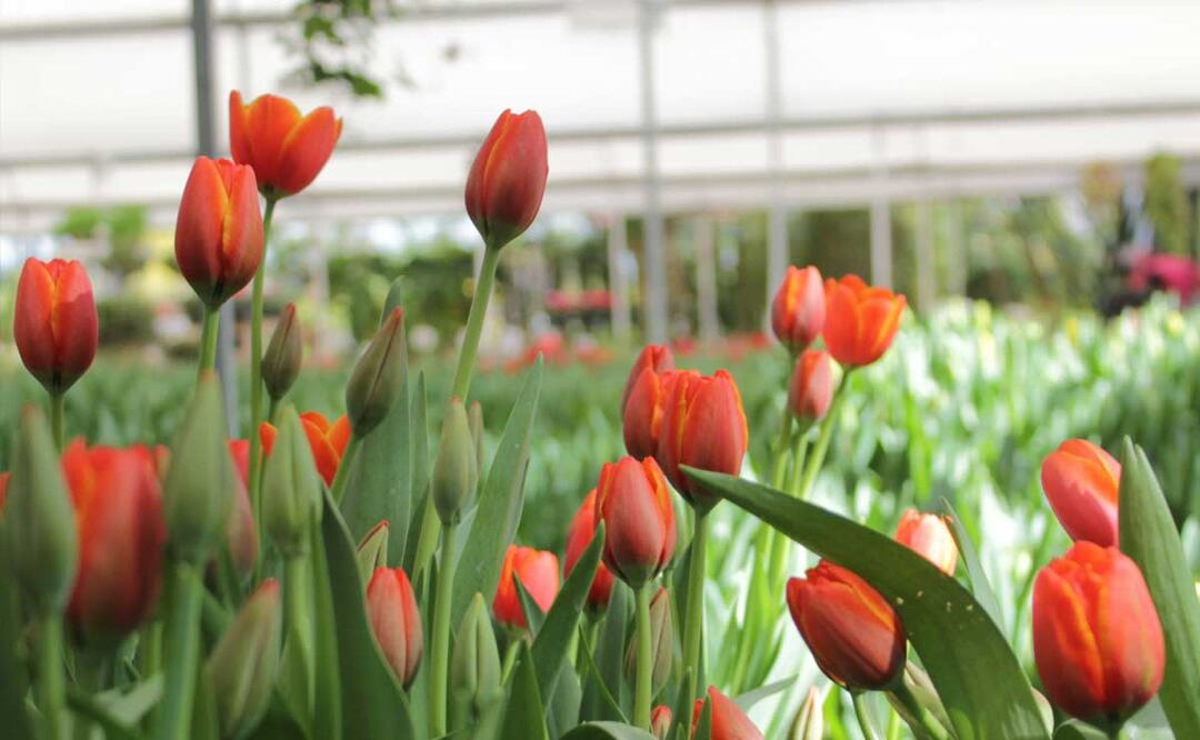 ¿Dónde se cultivan los tulipanes en Puebla? No podía ser en otro sitio más que Atlixco de las Flores, un pueblo mágico con clima insuperable | Foto: Agencia Es Imagen para El Universal Puebla