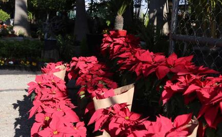 Conoce la leyenda de la Flor de Nochebuena