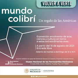 Si te gustan los colibríes, debes visitar esta exposición