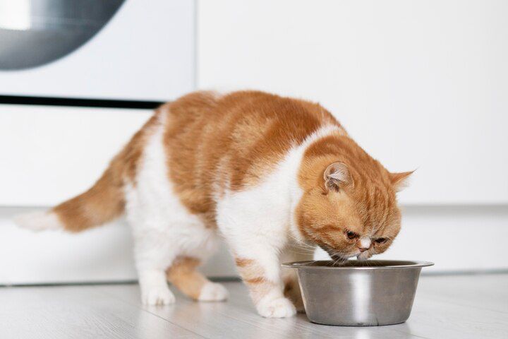 Alimentos prohibidos para gatos que debes conocer. Fuente: Freepik.