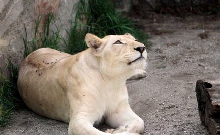 Parque Loro, el otro zoológico de Puebla