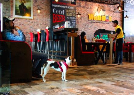 Restaurantes petfriendly en Puebla. Conócelos