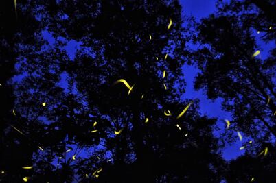 Primer Festival de la Luciérnaga inicia en Tlahuapan, a menos de dos horas de CDMX