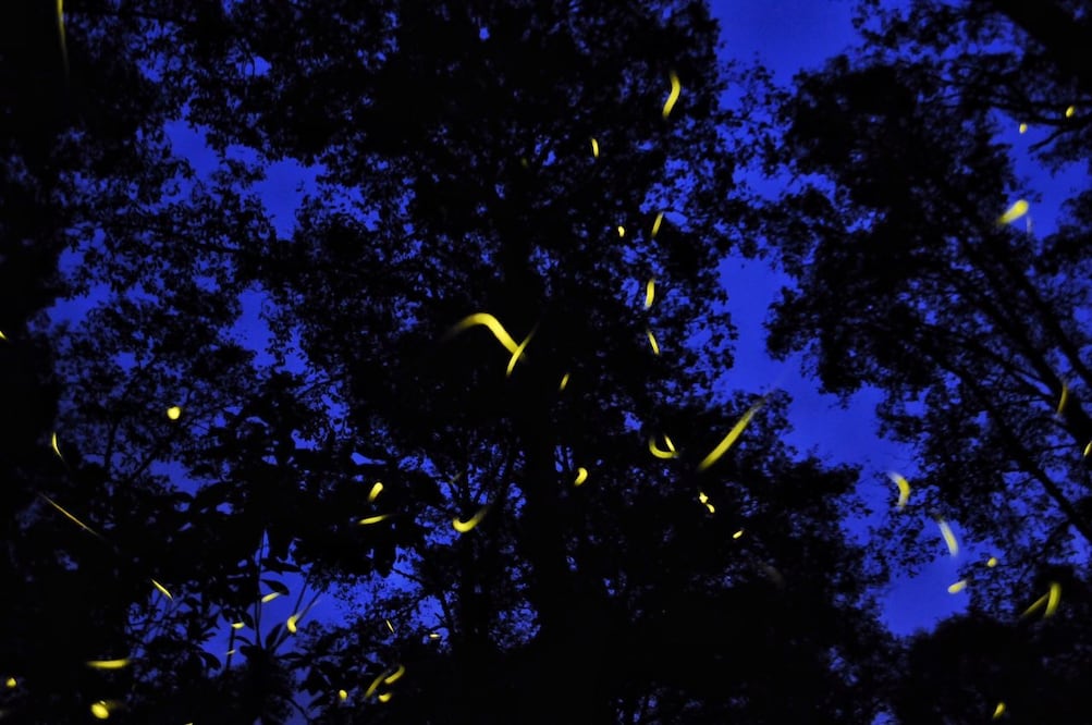 Estos insectos bioluminiscentes corren peligro de extinción. Foto: Cuartoscuros