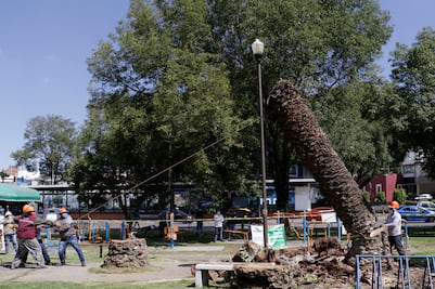 Derriban palmeras en Analco. Se confrontan gobiernos municipal y estatal