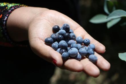 Productores poblanos inician exportación a EU y Canadá de 500 toneladas de blueberry orgánico