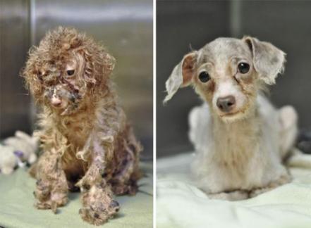 Feliz Día del Perro. Fotos sorprendentes del antes y después de su adopción