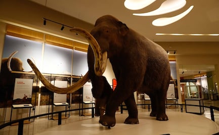 Abre sus puertas el museo del mamut