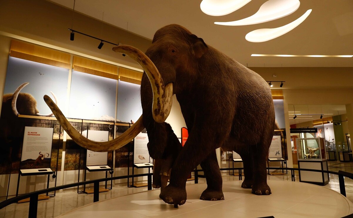 Abre sus puertas el museo del mamut
