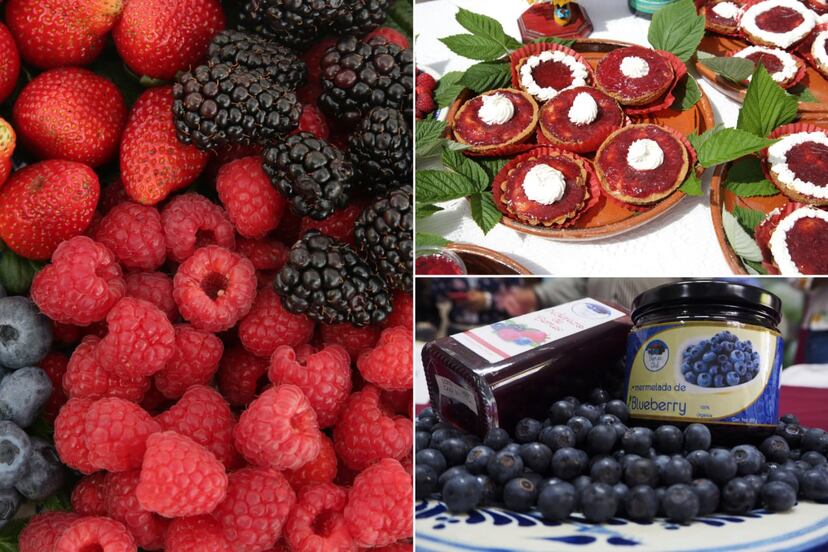 Cómo llegar fácil y barato a la Feria de las Berries 2026 en Puebla