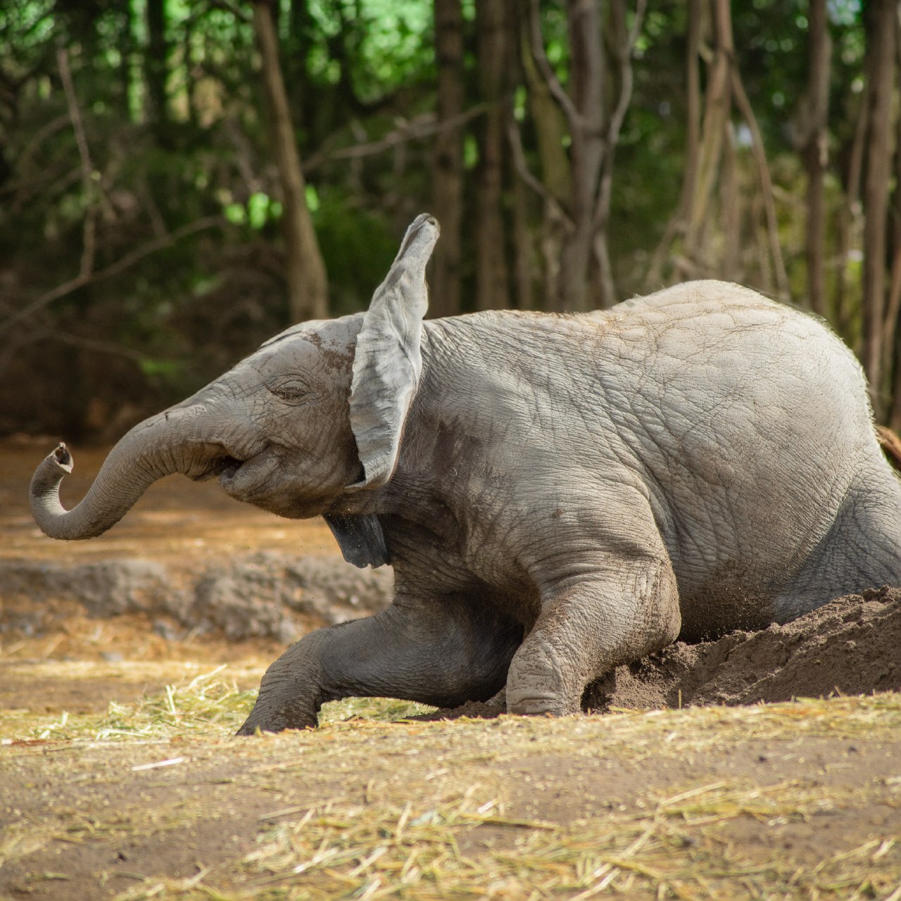 Foto: Africam Safari
