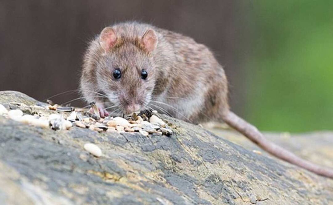 Aumenta el número de roedores en el zócalo de Izúcar de Matamoros | Foto: archivo El Universal