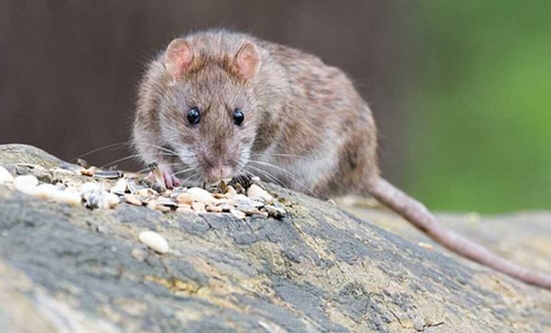 La acumulación de basura es el principal motivo para la aparición de plagas | Foto: archivo El Universal