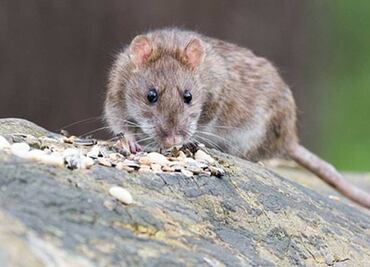 ¿Hay infestación de ratas? Te decimos todo sobre la fauna nociva que existe en Puebla