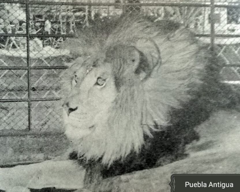 Este león pachoncito fue la sensación del Paseo Bravo | Foto: David Ramírez Huitrón colaborador del Grupo de facebook Puebla Antigua