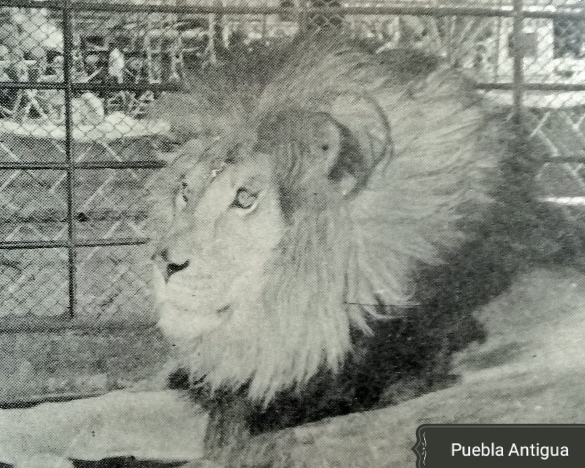 Este león pachoncito fue la sensación del Paseo Bravo | Foto: David Ramírez Huitrón colaborador del Grupo de facebook Puebla Antigua