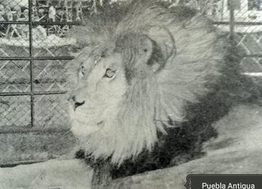 César, el león africano que vivió en el Paseo Bravo