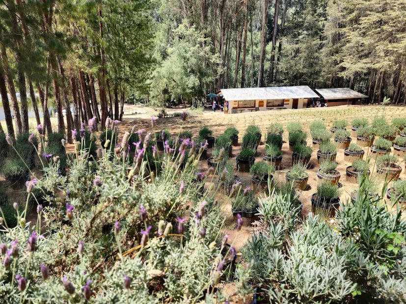 Rancho San Martín | Foto: Google Maps