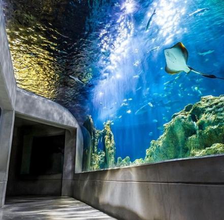 Todo lo que debes de saber para tu visita al Acuario Michin Puebla
