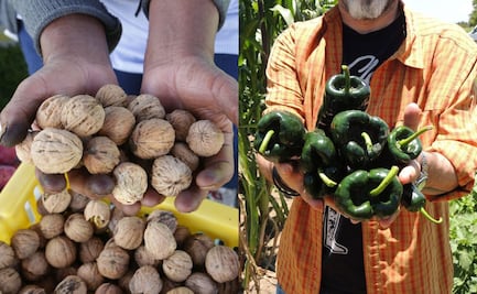 Nuez de Castilla y poblano no están listos para los Chiles en Nogada